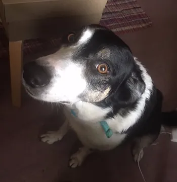 Picture of Cindy the dog waiting for her walk.