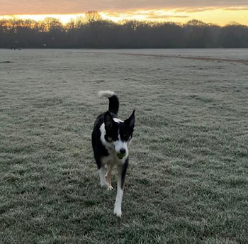 Cindy, the border collie, running across a frosty field