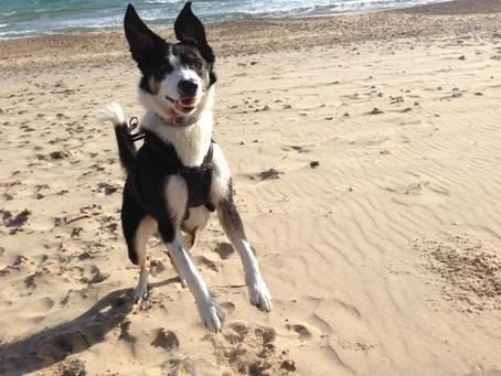 Publishing News from The Cindy Press