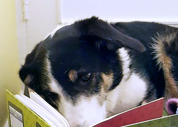 Cindy the dog with her nose in a book