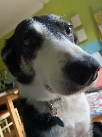 Portrait of the author's border collie, Cindy also known as at the publisher